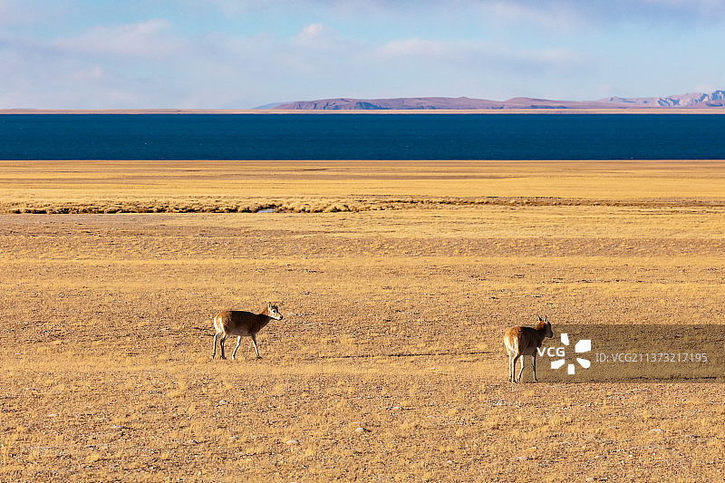 西藏那曲申扎县色林错边的雌性藏羚羊图片素材