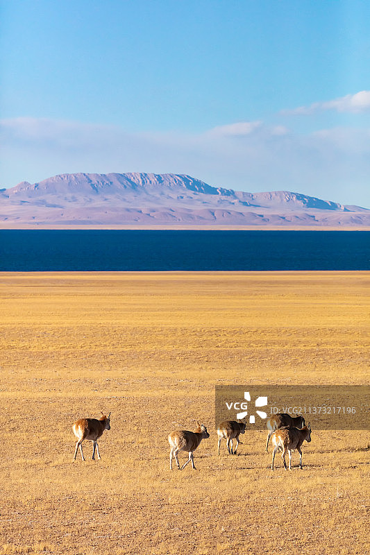 西藏那曲申扎县色林错边的雌性藏羚羊图片素材