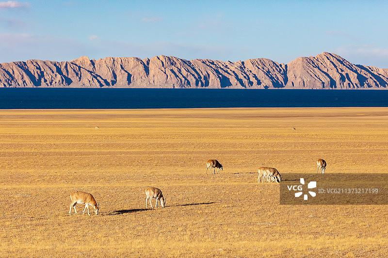 西藏那曲申扎县色林错边的雌性藏羚羊图片素材