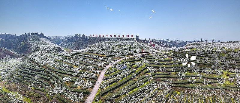 李花盛开的茶山——四川省屏山县图片素材