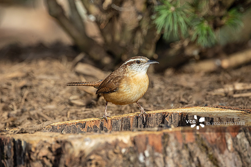 卡雷恩图片素材
