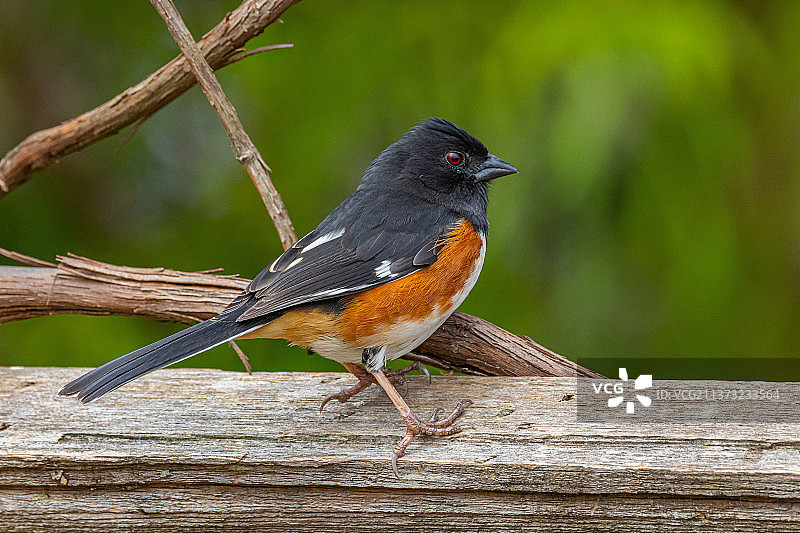 东美鸣鹀图片素材