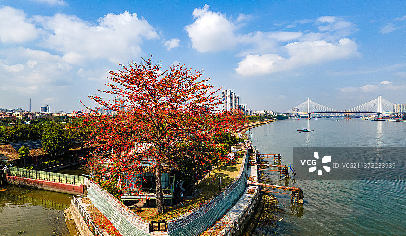 盛开的木棉花图片素材