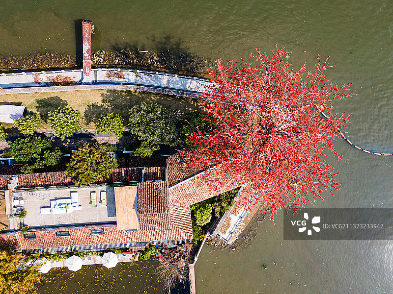 盛开的木棉花图片素材