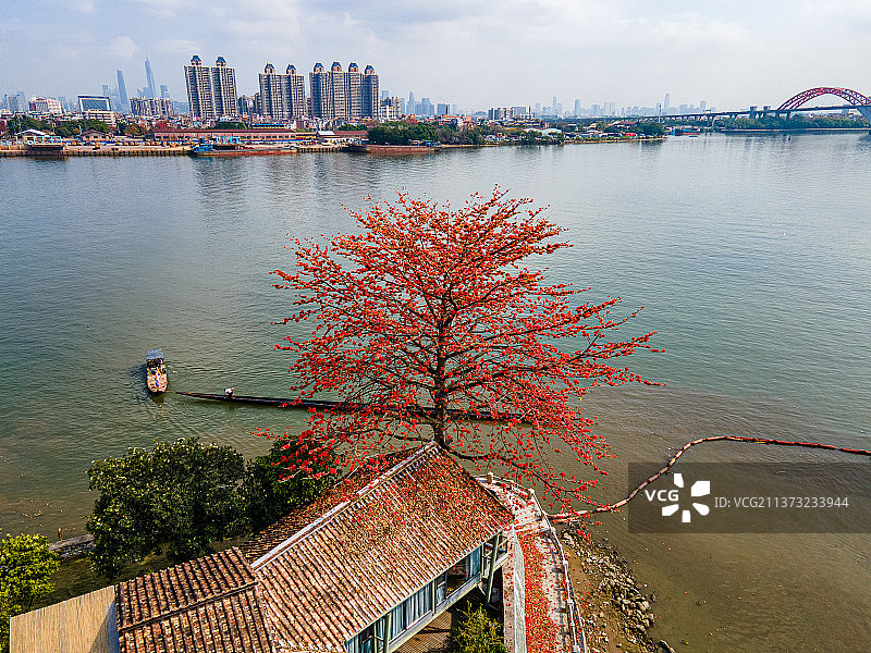 盛开的木棉花图片素材
