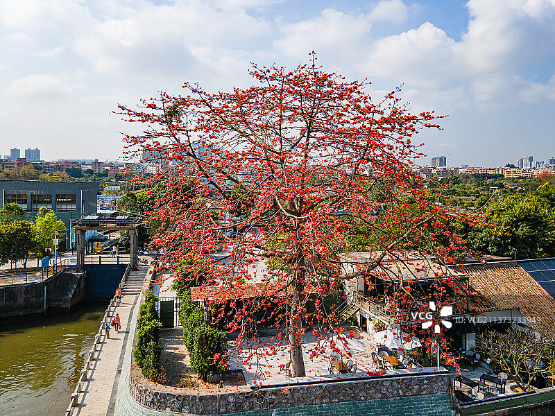 盛开的木棉花图片素材