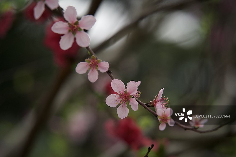 桂林桃花图片素材