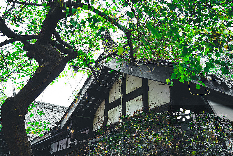 四川成都青羊区宽窄巷子图片素材