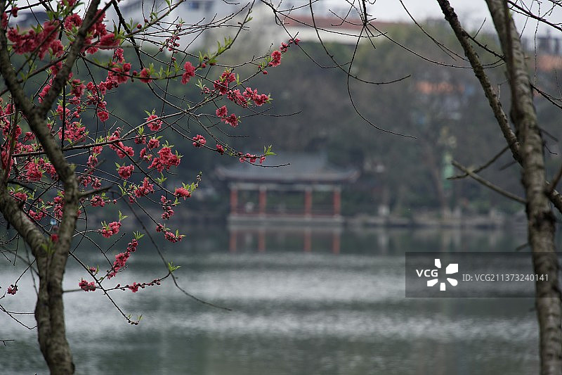 桂林榕湖春色图片素材