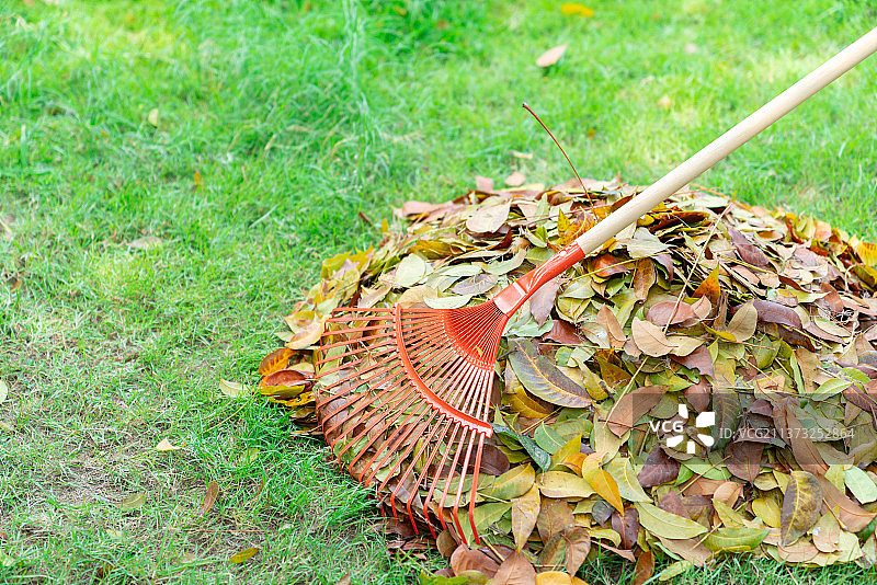 泰国花园草地上的橙色耙子和树叶图片素材