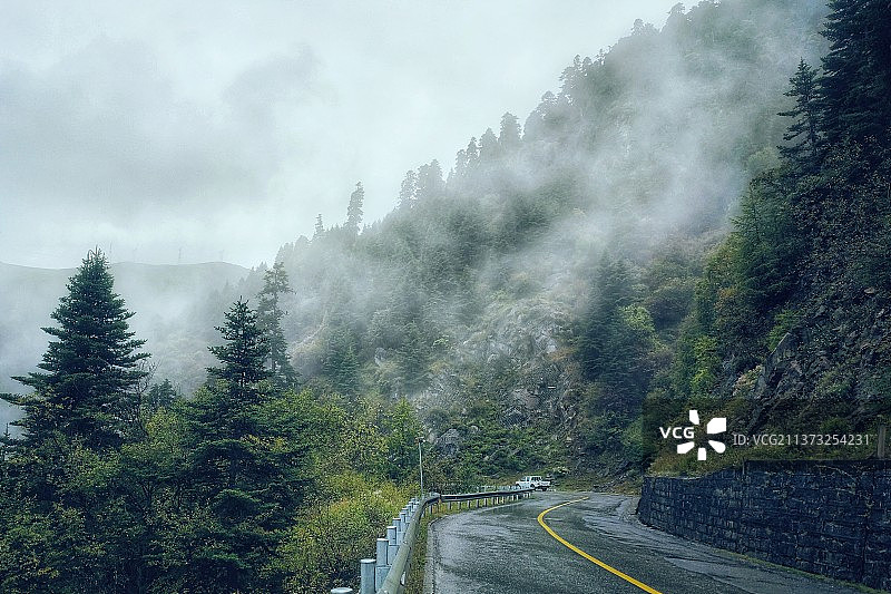 色季拉山杉树林图片素材