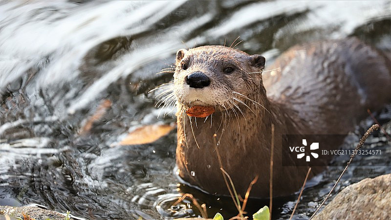 北美水獭在海边，美国图片素材