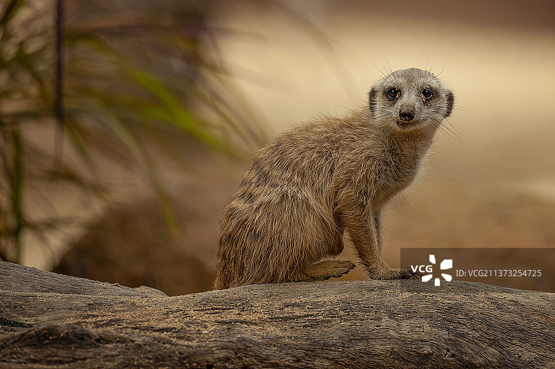 猫鼬特写：巴厘岛动物园图片素材