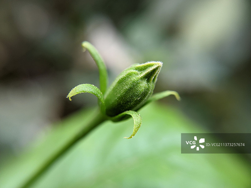 木槿花绿色花蕾，阿科拉，马哈拉施特拉邦，印度图片素材