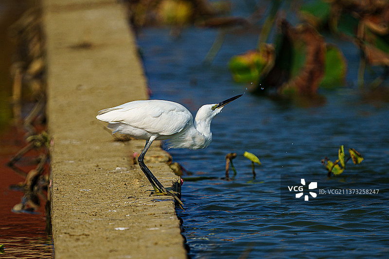 雪白鹭栖息在湖上的侧视图图片素材