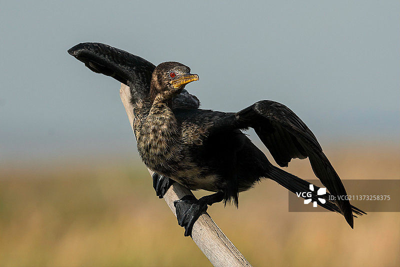 非洲鸬鹚栖息在树枝上特写（南非马里瓦尔鸟类保护区）图片素材