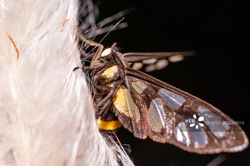 栖息在芦苇花上的昆虫，越南花上的昆虫特写图片素材