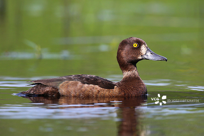 凤头潜鸭（母），在湖中游泳的绿头鸭特写，波兰图片素材