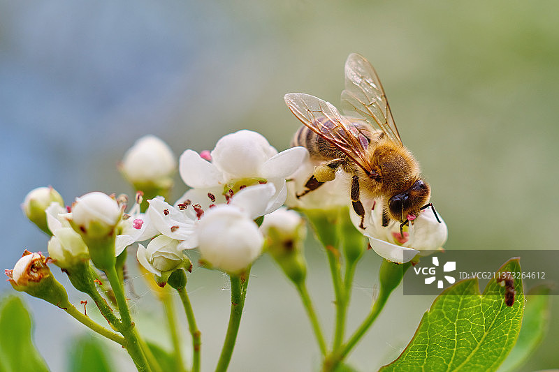 蜜蜂为白花授粉的特写照片图片素材