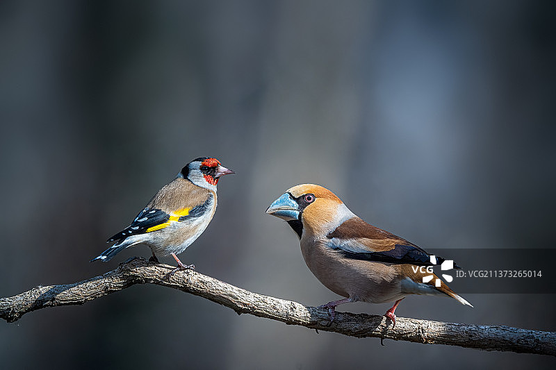 近距离观察栖息在树枝上的鸟图片素材