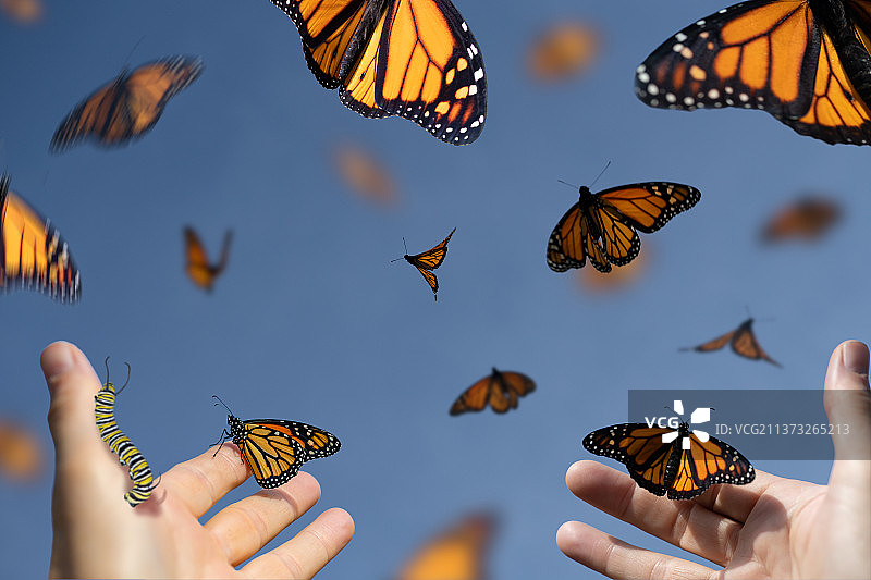 手上的蝴蝶特写图片素材