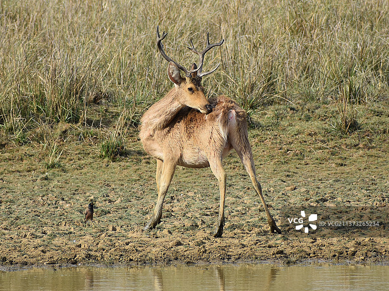 巴拉辛加硬地泽鹿，红鹿站立在田野上的肖像，印度中央邦坎哈老虎保护区图片素材