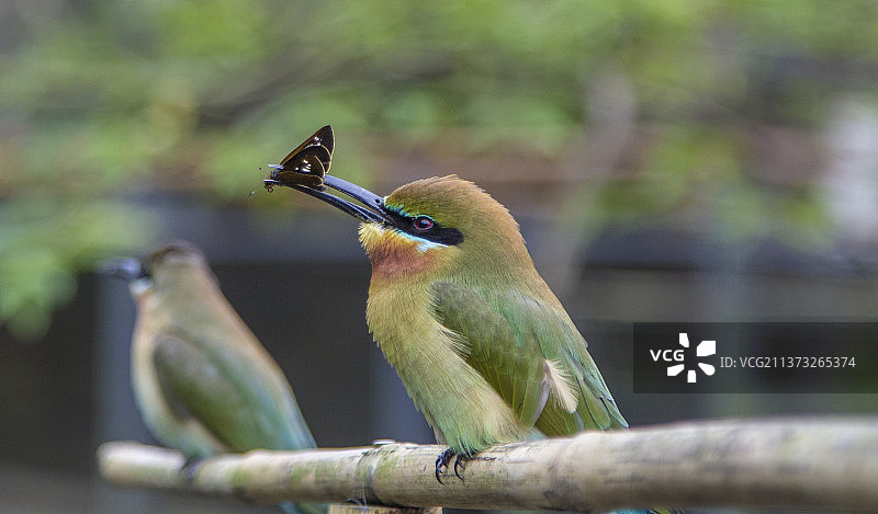 蜜蜂栖息在树枝上的特写，中国台湾台北市图片素材