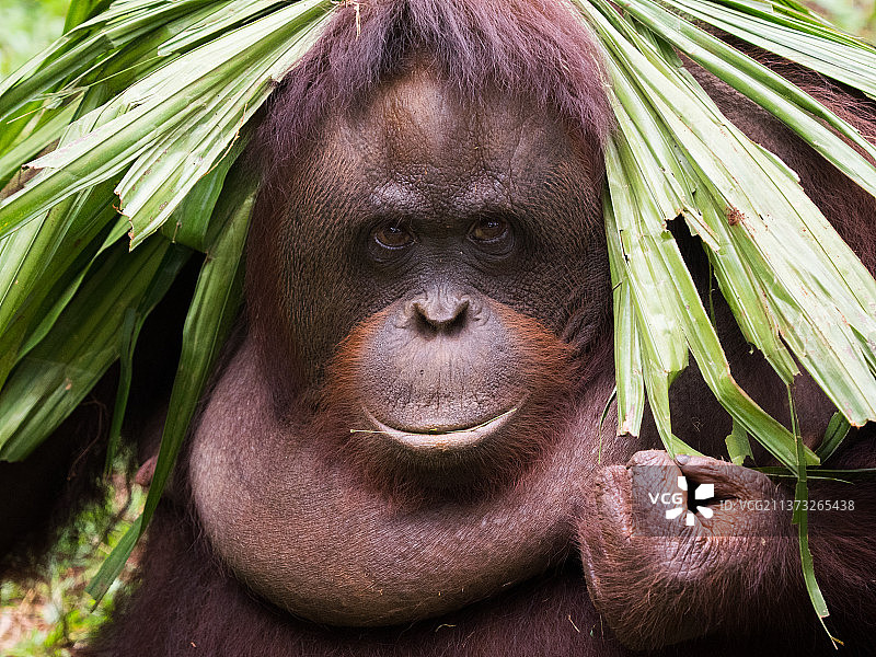 头顶树叶的丛林猩猩，雅加达 Selatan，印度尼西亚图片素材