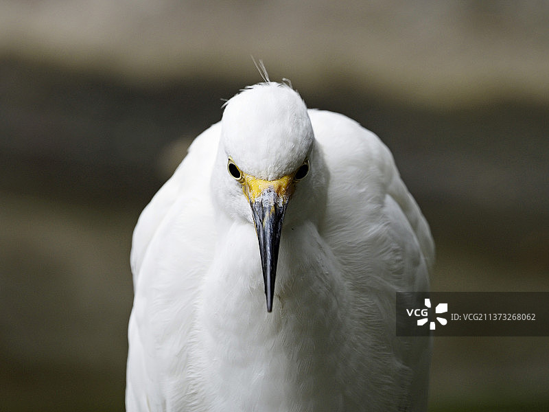 雪鹭捕鱼特写，旧金山，加利福尼亚州，美国图片素材
