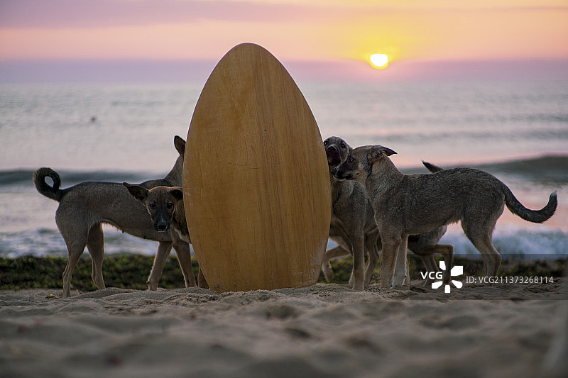 在保加利亚卡姆奇亚海滩日落时玩耍的狗图片素材
