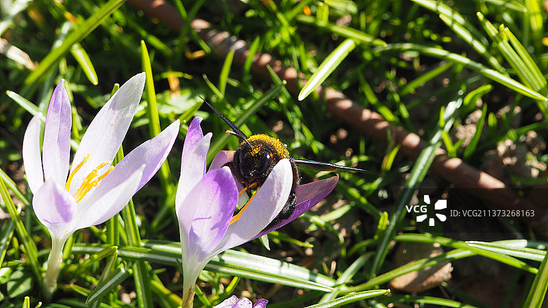 熊蜂在紫色花朵上的特写，德国德累斯顿图片素材