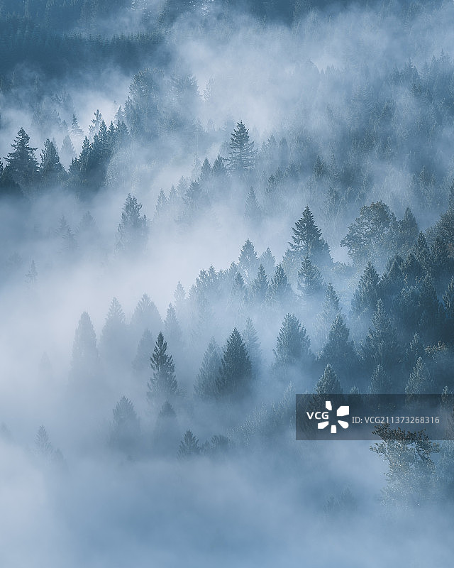 雾天森林中的树木，俄勒冈州，美国图片素材