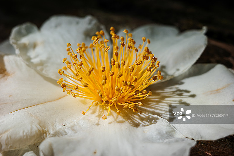 白色花瓣上橙色花粉的特写图片素材