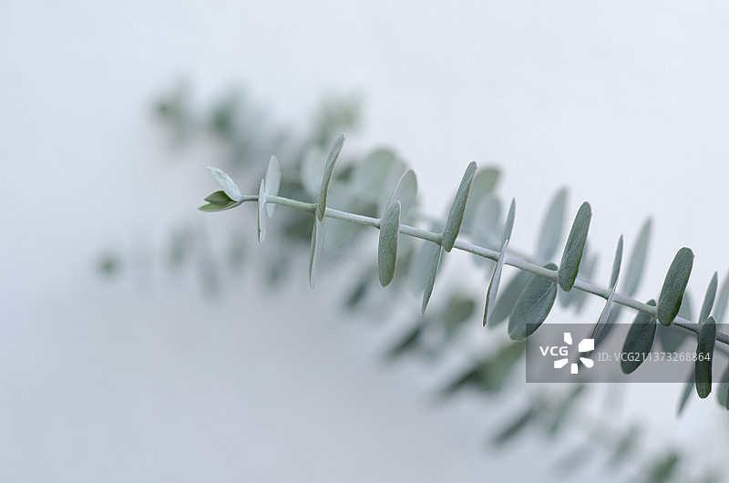 白色背景上的热带桉树特写，用于健康水疗图片素材