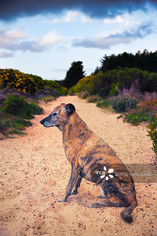 威尔克犬在南非沙滩坐卧侧视图图片素材