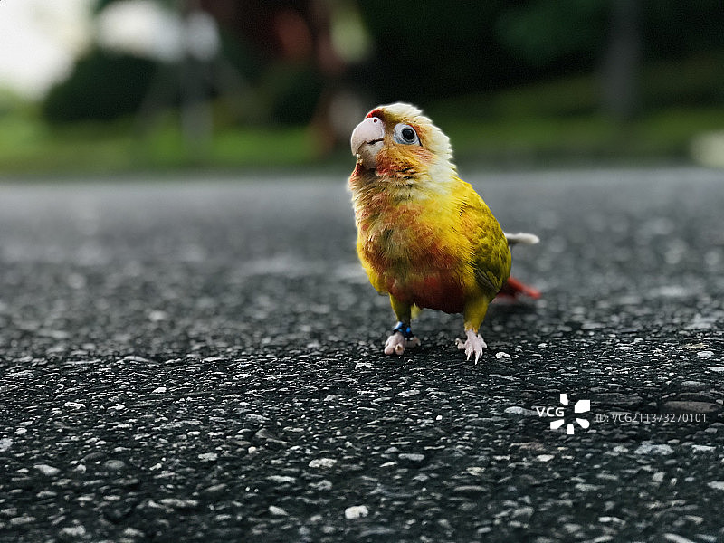 栖息在路上的鹦鹉特写，中国台湾图片素材