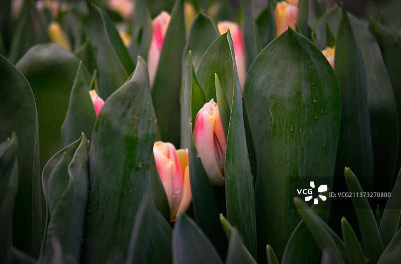 俄罗斯粉色郁金香特写图片素材