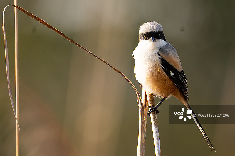 栖息在树枝上鸣禽的特写，印度吉姆·科比特国家公园图片素材