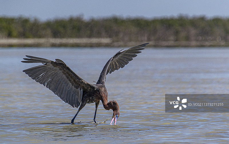 红鹭捕食特写：老鹰飞越湖面，美国佛罗里达州门罗县图片素材