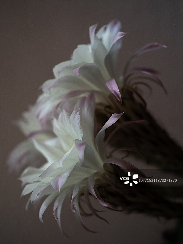 成长：意大利布雷西亚，黑色背景下的粉色花朵特写图片素材