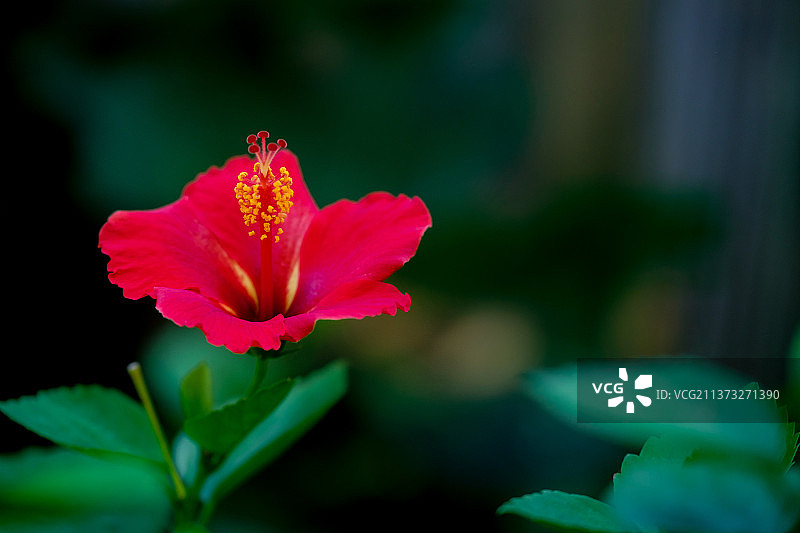 粉红色芙蓉花的特写，美国宾夕法尼亚州唐宁敦图片素材