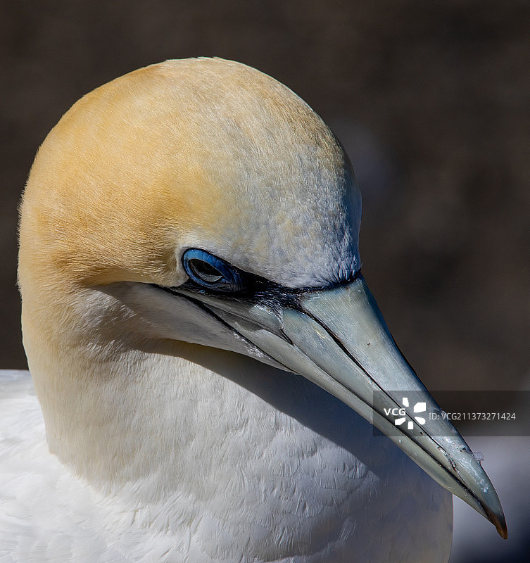 海鲣鸟特写图片素材