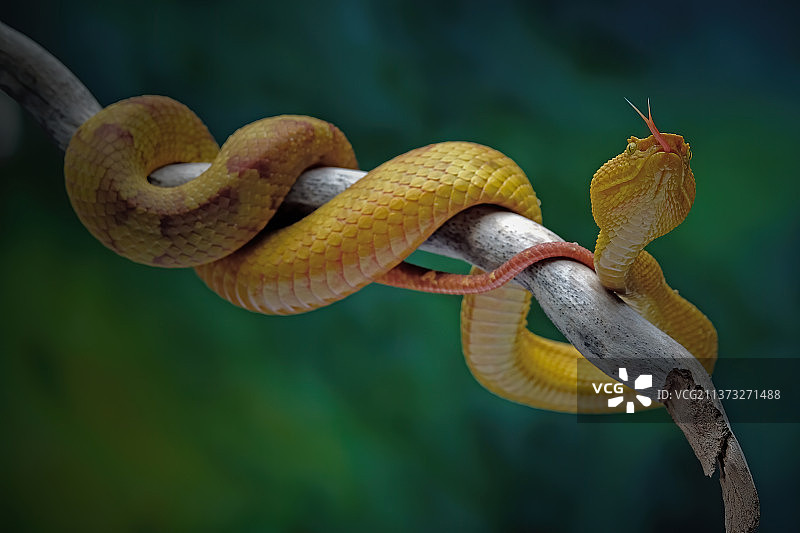 印度尼西亚勿加泗树枝上的蝰蛇特写图片素材