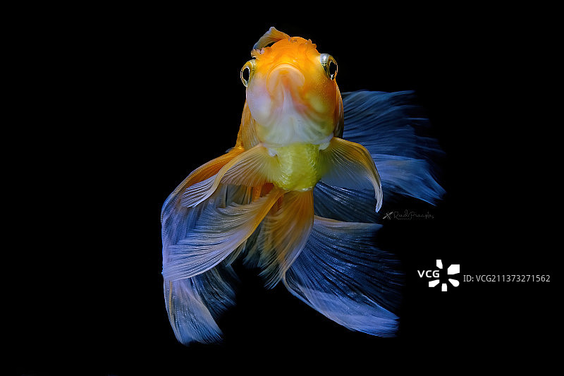 金色鱼，金鱼在黑色背景水箱中游泳的特写，印度尼西亚勿加泗图片素材