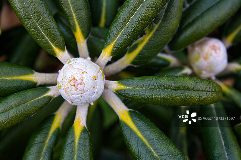 英国哈德斯菲尔德绿色植物特写图片素材