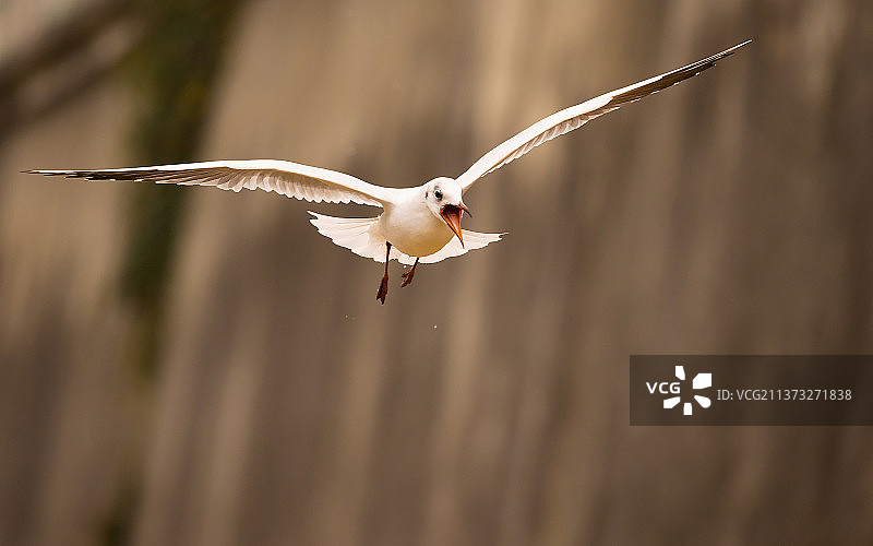 捷克户外飞翔的燕鸥特写图片素材