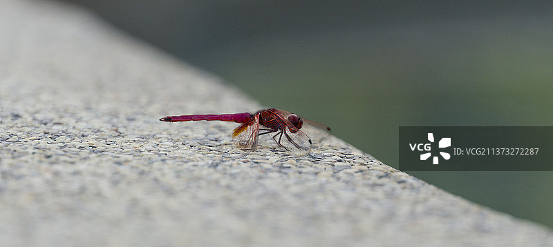 红色蜻蜓，昆虫在墙上的特写，泰国考科图片素材
