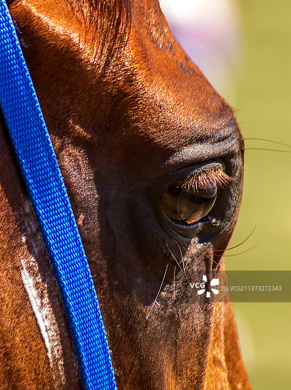 红色种马特写，马的特写，俄罗斯图片素材