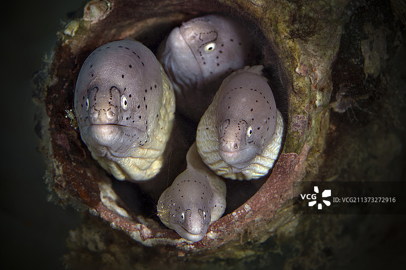 一起的水下鳗鱼特写图片素材