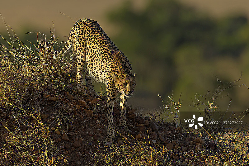 在肯尼亚马拉里安达原野上行走的猎豹图片素材